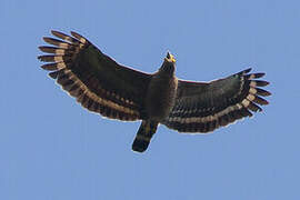 Philippine Serpent Eagle