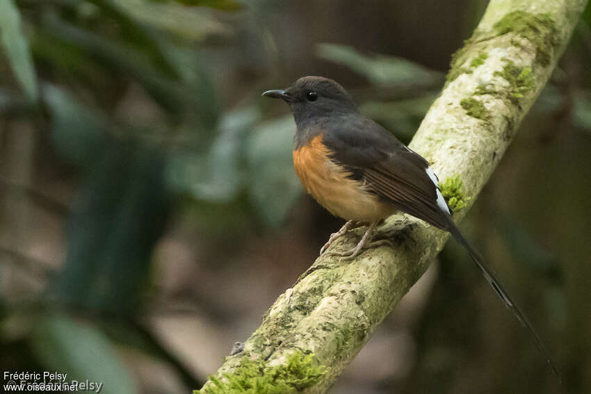 White-rumped Shama female adult, identification, aspect