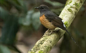 White-rumped Shama