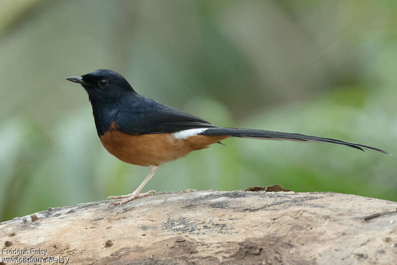 White Rumped Shama Catch Brance In Boskage.The Bird That Call