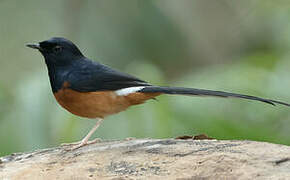 White-rumped Shama