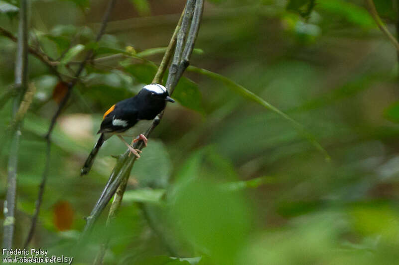 White-browed Shamaadult