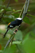 White-browed Shama