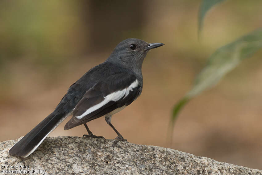 Oriental Magpie-Robin female adult, aspect