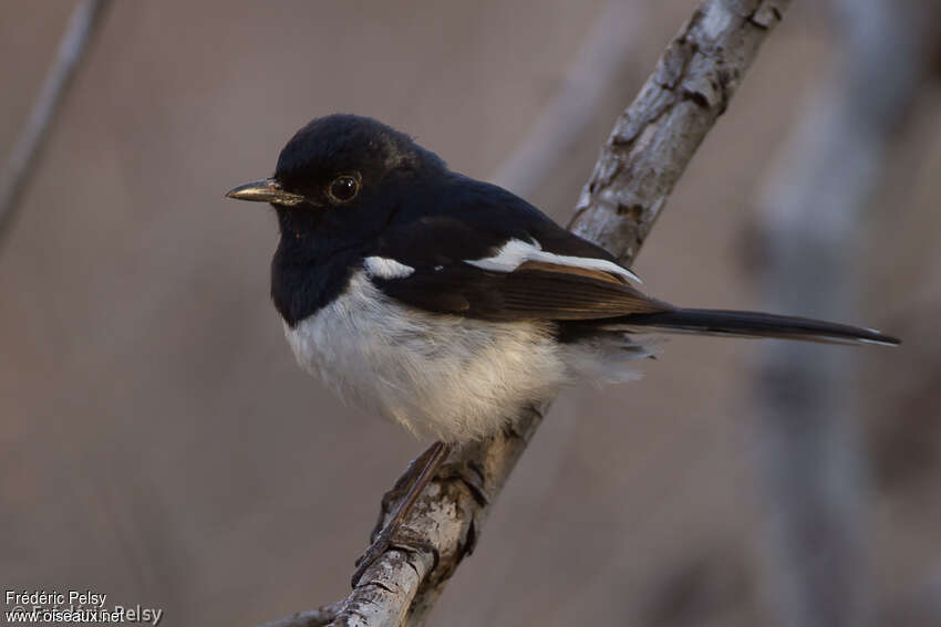 Madagascar Magpie-Robin male adult