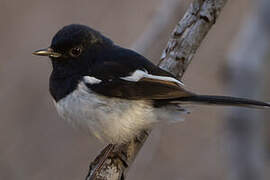 Madagascar Magpie-Robin