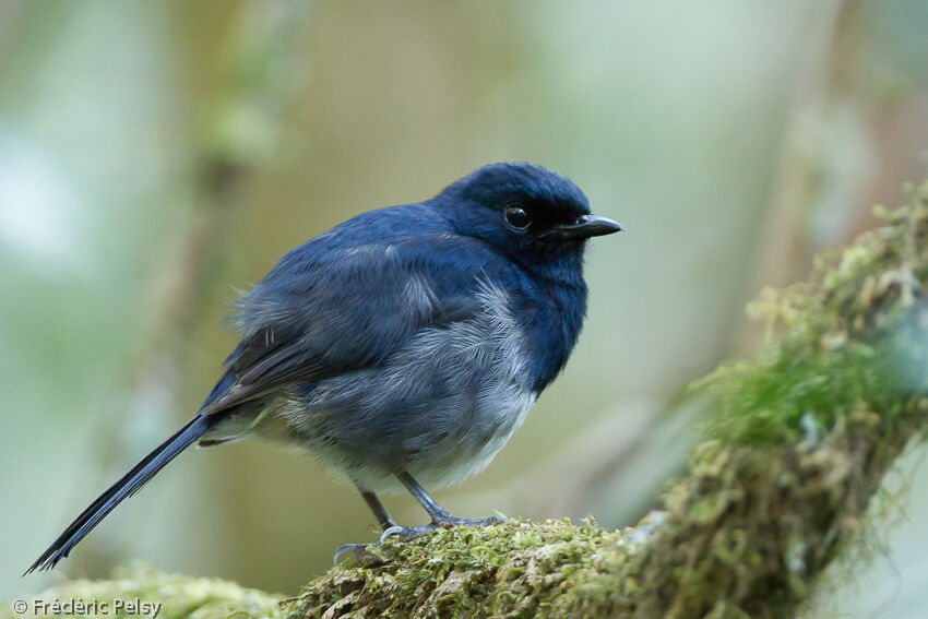 Madagascan Magpie-Robin