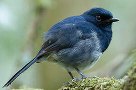 Madagascar Magpie-Robin