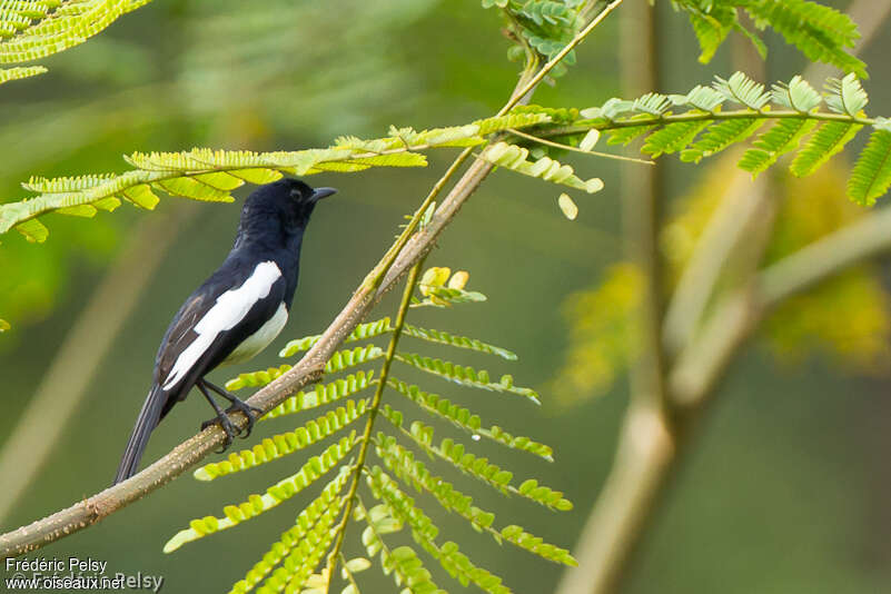 Shama des Philippines mâle adulte, identification