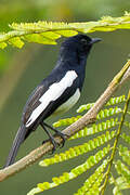 Philippine Magpie-Robin