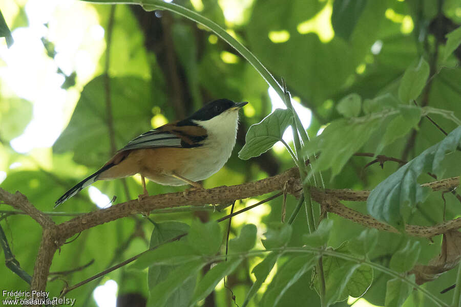 Sibia à dos marronadulte, identification