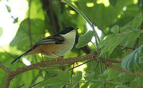 Rufous-backed Sibia