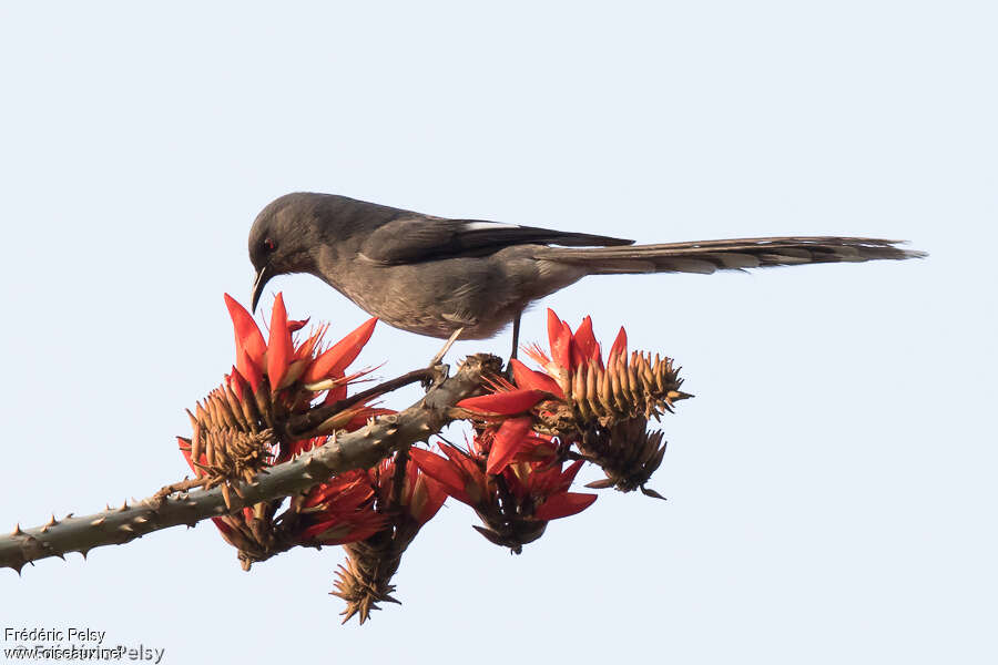 Long-tailed Sibia