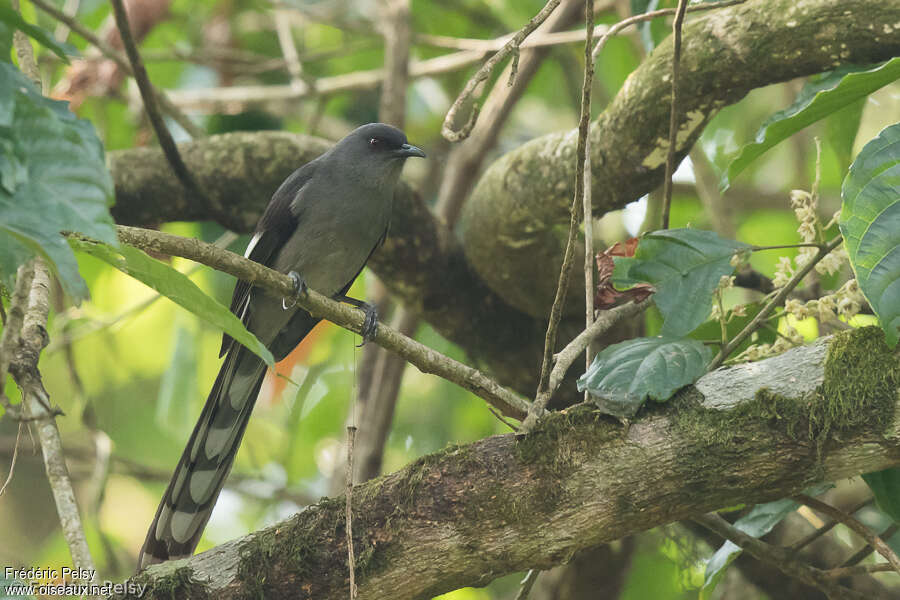 Long-tailed Sibia, identification