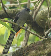 Long-tailed Sibia