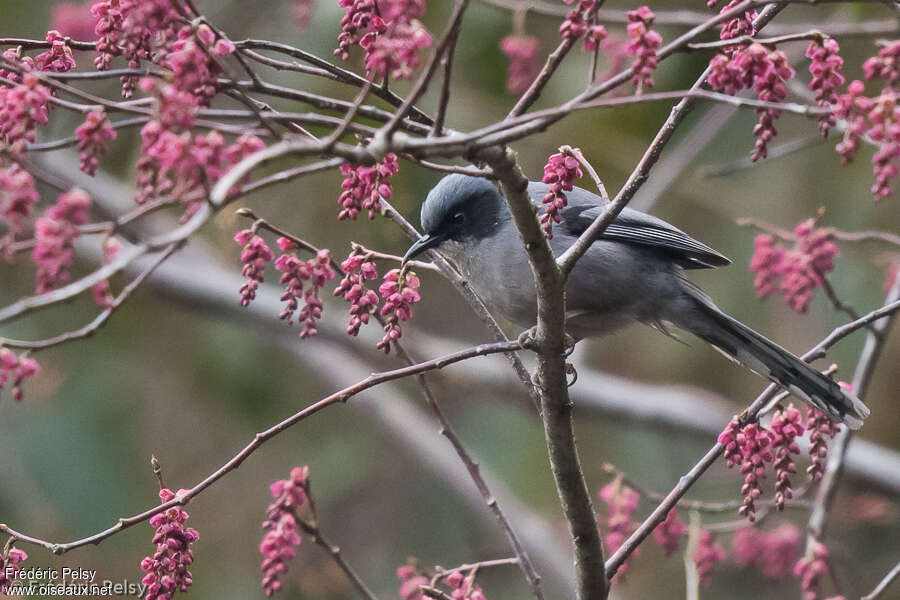 Beautiful Sibiaadult, identification