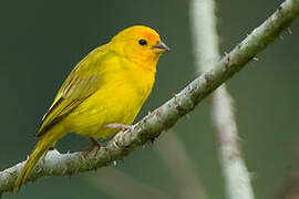 Saffron Finch