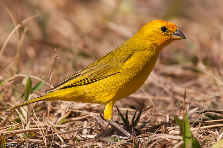 Saffron Finch