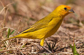 Saffron Finch