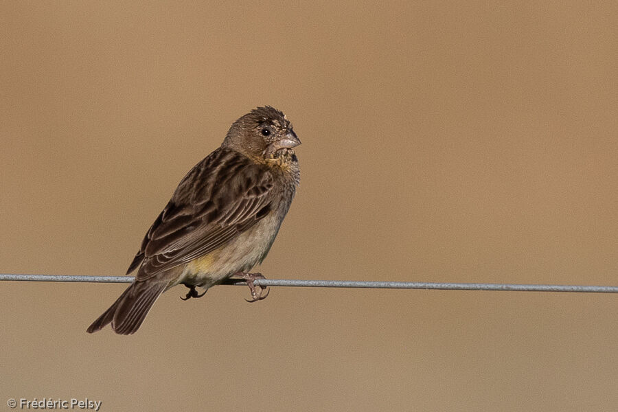 Grassland Yellow Finch