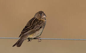 Grassland Yellow Finch