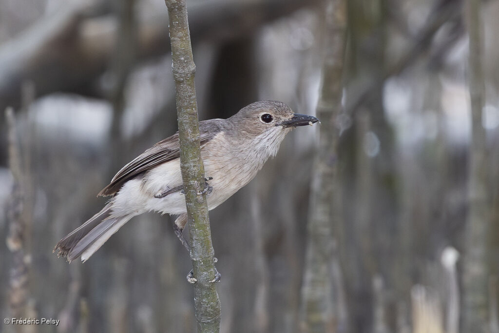 Siffleur à bavette blanche femelle adulte