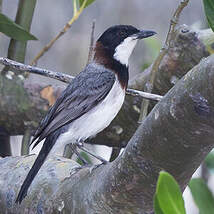 Siffleur à bavette blanche