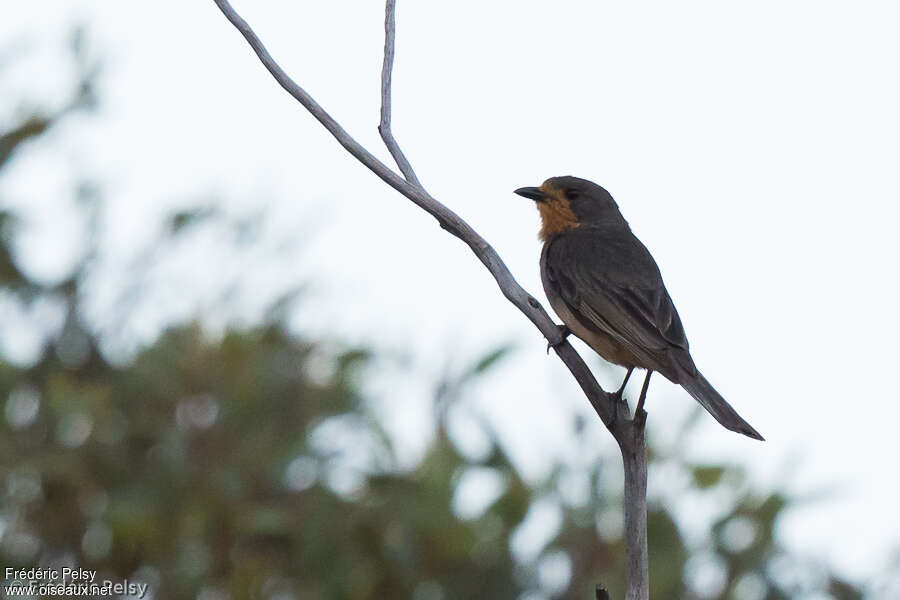 Red-lored Whistler male