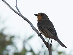 Red-lored Whistler