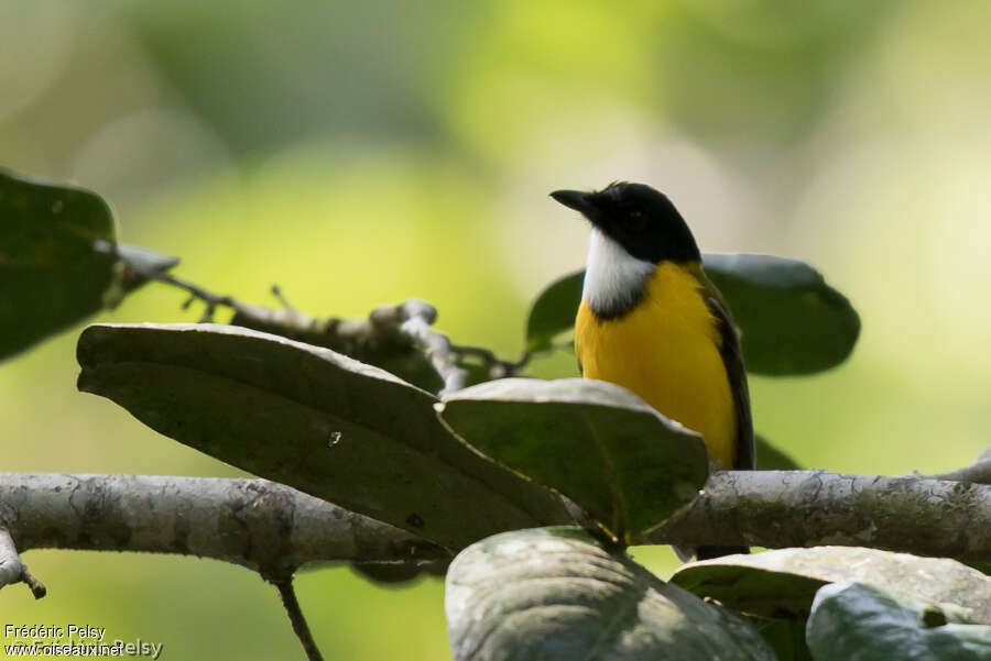 Black-chinned Whistler male