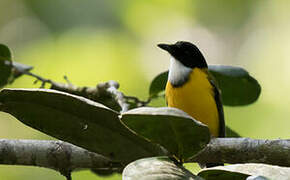 Black-chinned Whistler