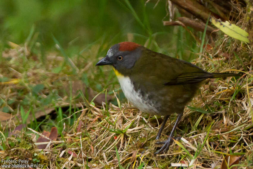 Siffleur à nuque rousse, identification