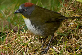 Rufous-naped Bellbird