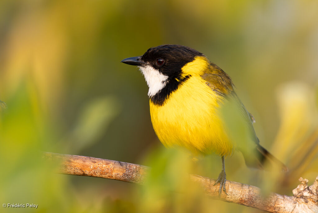 Siffleur à queue noire mâle