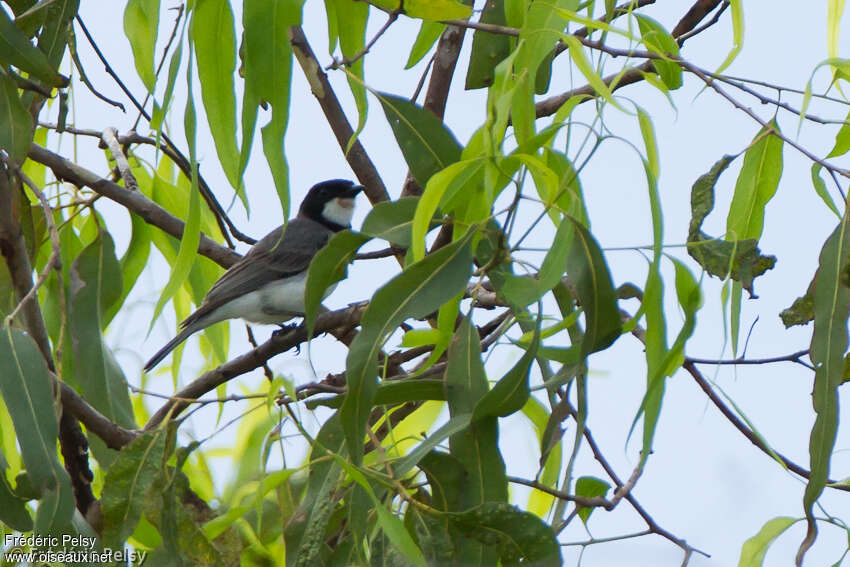 White-bellied Whistler male adult