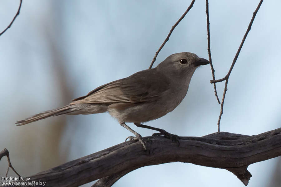 Gilbert's Whistler female