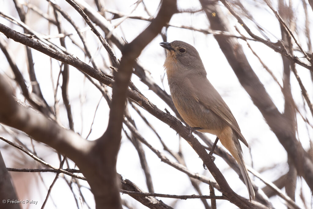 Siffleur de Gilbert mâle adulte