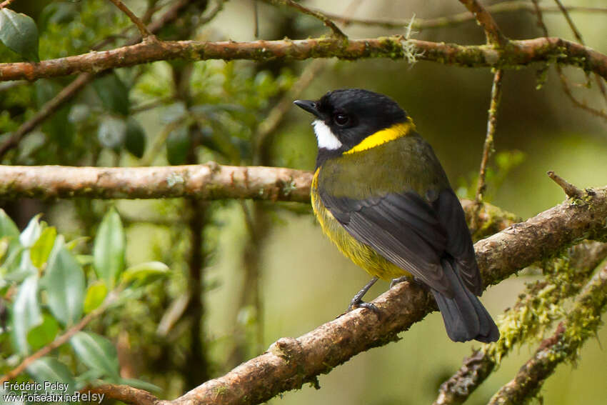 Regent Whistler male adult