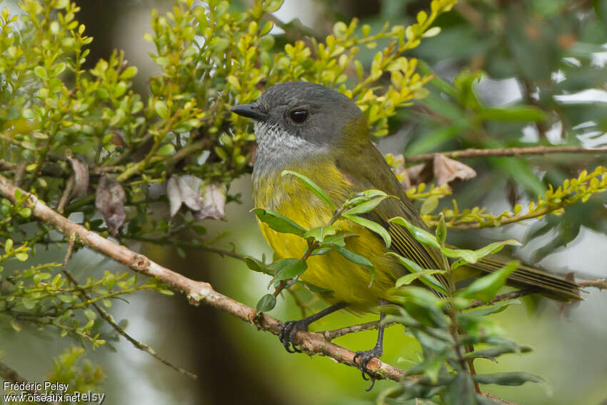 Regent Whistler female adult