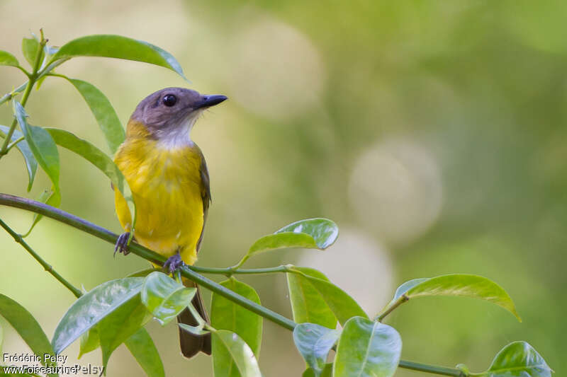 Yellow-bellied Whistleradult