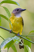 Yellow-bellied Whistler