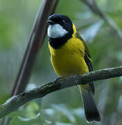 Australian Golden Whistler