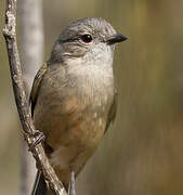 Australian Golden Whistler