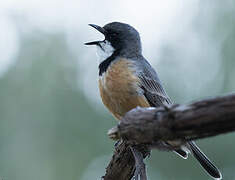 Rufous Whistler