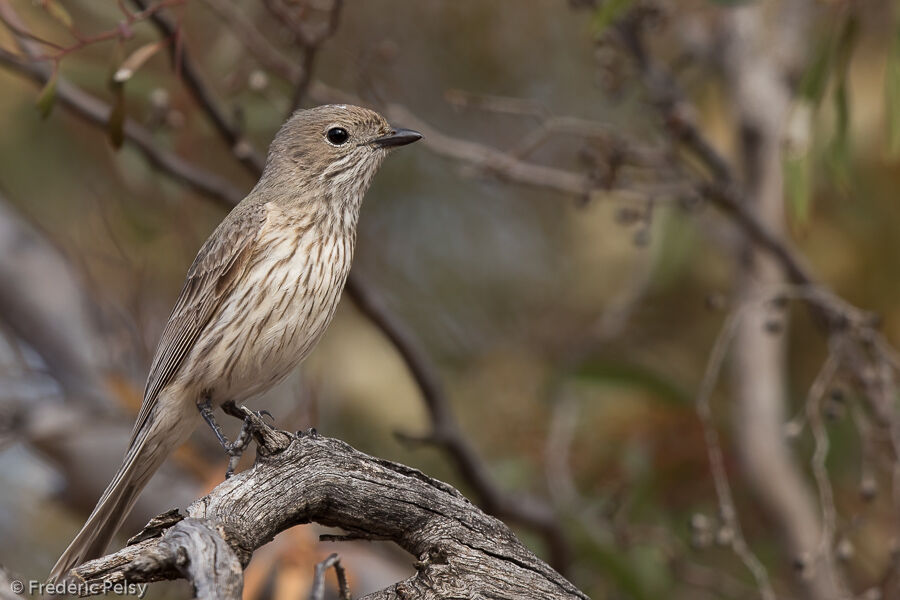 Rufous Whistler female