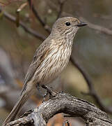 Rufous Whistler