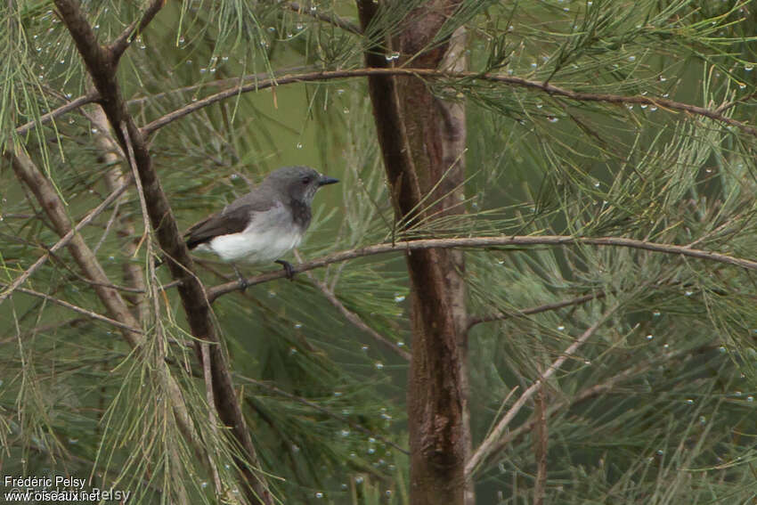 Siffleur moine femelle adulte, identification