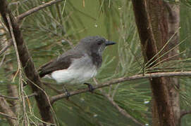 Black-headed Whistler