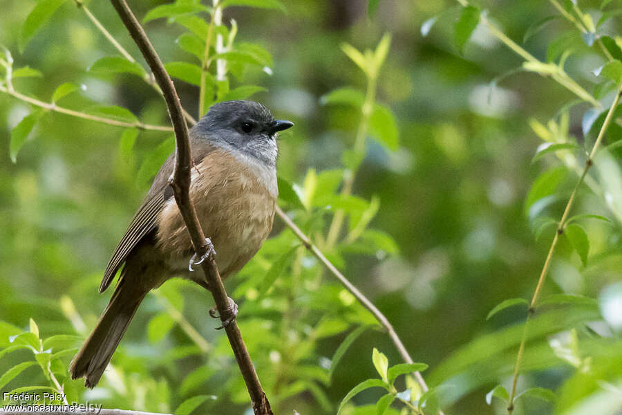 Olive Whistler male adult