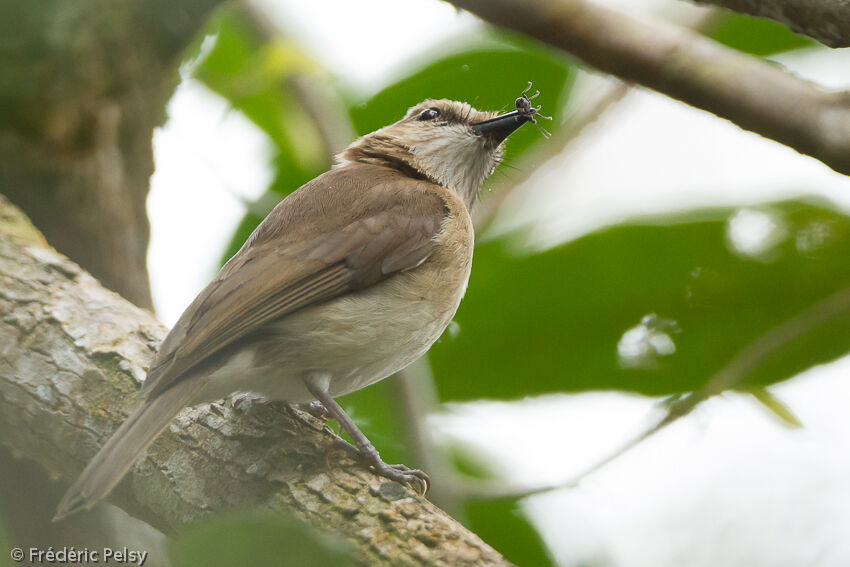 Grey Whistleradult